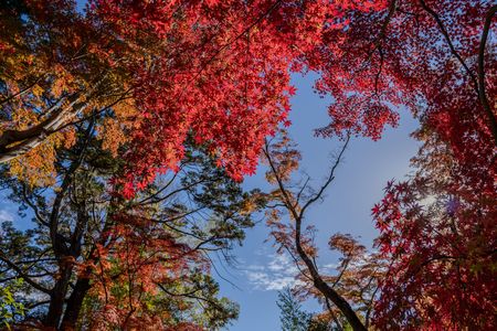 三島市楽寿園の紅葉