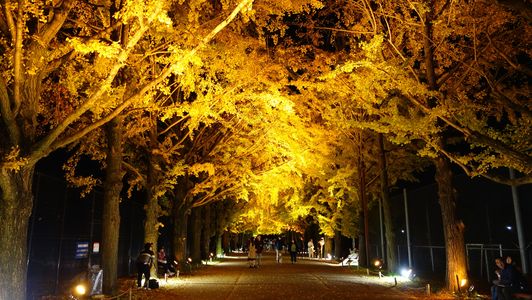 秋の黄金トンネル