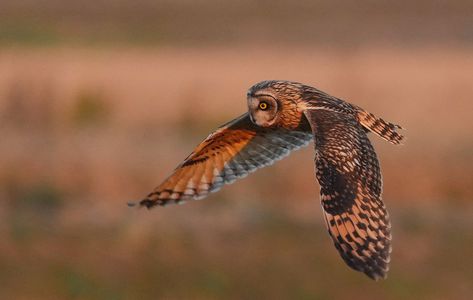 コミミズク2025‼　