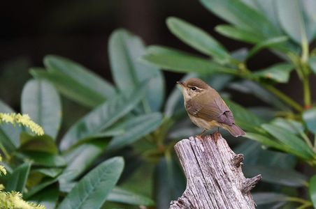 メボソムシクイ幼鳥‼