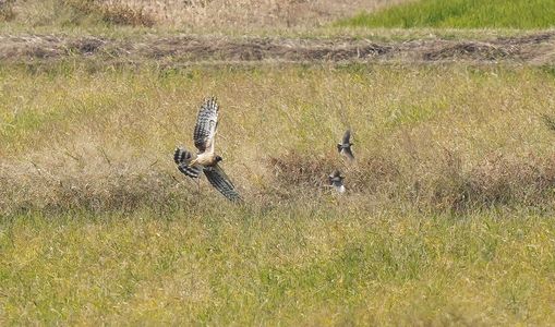 ハイイロチュウヒ♀の狩り‼