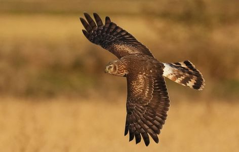 ハイイロチュウヒ♀‼