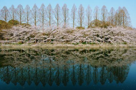 桜とメタセコイア