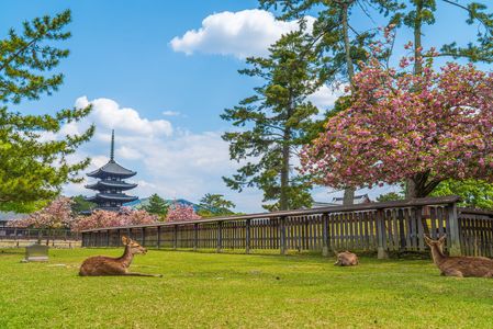 Typical Nara spring view