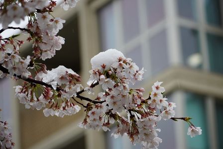 雪景色した桜