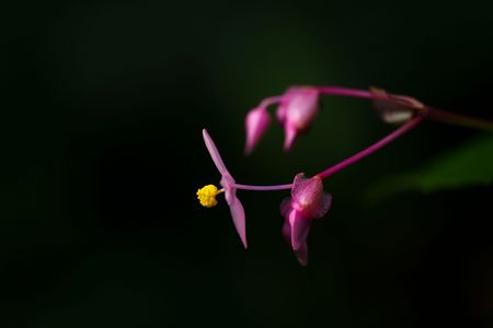 キリッと秋海棠
