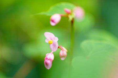 やさしく秋海棠
