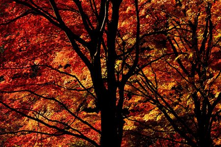 輝く紅葉
