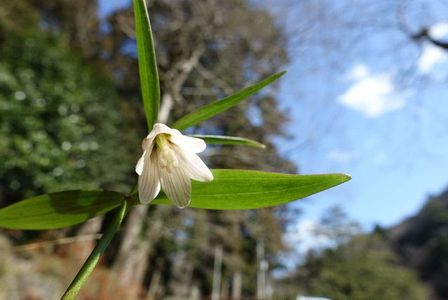 早春の花