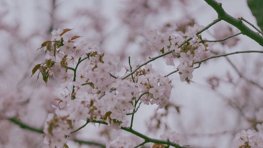 桜🌸♪