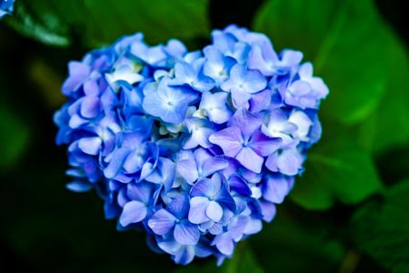 明月院　ハートの紫陽花見つけた♡︎