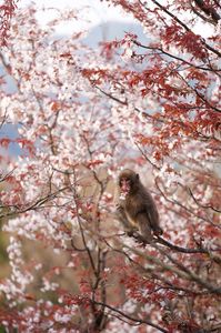 山桜とニホンザル