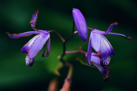 紫蘭