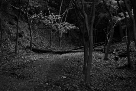 通れぬ道に季節が横たわる