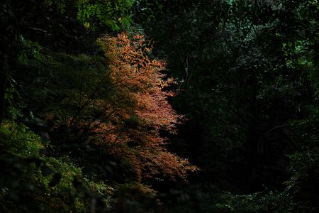 森の奥に潜む秋