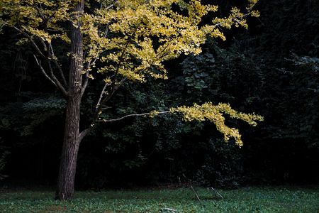 Whispers of Autumn Light