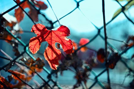 フェンス越しの赤い葉脈