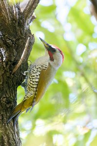 秋の林にて　#アオゲラ#