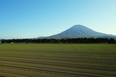 北の富嶽八景：其之伍【倶知安八幡】　秋播き小麦と羊蹄山