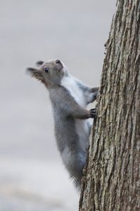 ②どこも見てないコアラ