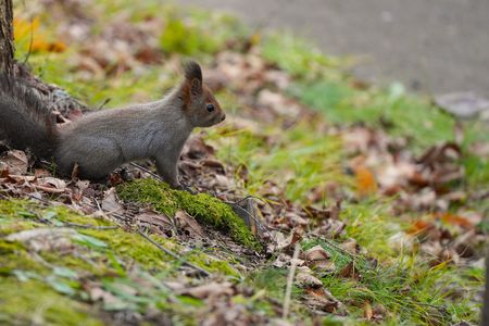 ➀胡桃トウヒザッハトルテタルト😋