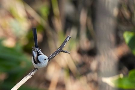 さあ、いくじょーっ！