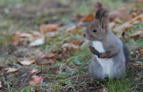 ④くるみちゃーん