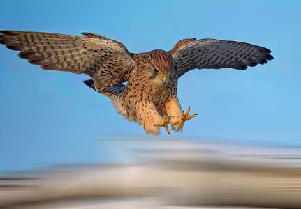 チョウゲンボウ