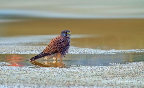 チョウゲンボウ