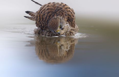 チョウゲンボウ