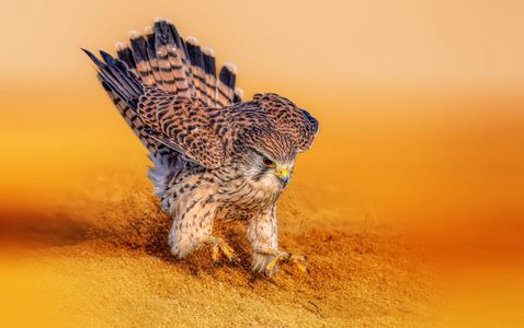 チョウゲンボウ