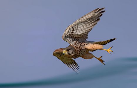 チョウゲンボウ