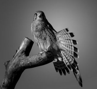 チョウゲンボウ