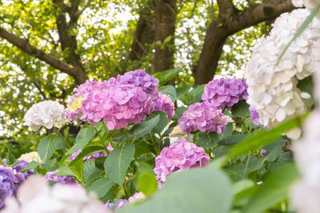 梅雨の切れ間に、陽気を浴びる紫陽花