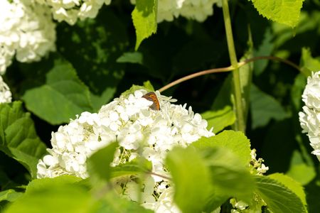 紫陽花、アナベルと蝶。