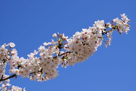 青空と桜