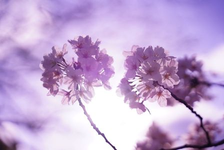 桜、さくら、今咲き誇る