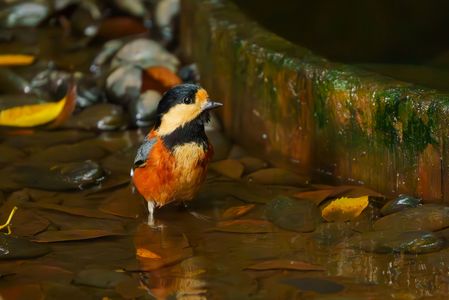 ヤマガラの水浴び@明治神宮