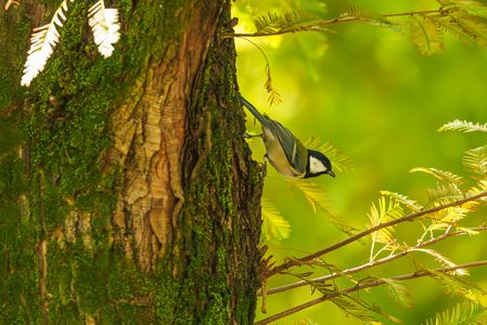 シジュウカラ@舎人公園