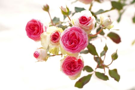 秋バラそれぞれの美しさ