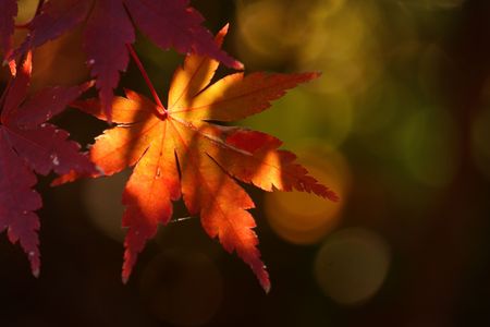 紅葉の美しさを堪能