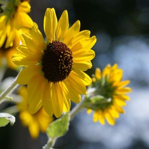 散歩を楽しくしてくれる君たち