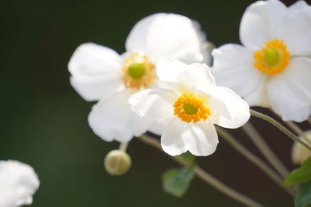 愛のキューピットの訪れはいつなのかしら