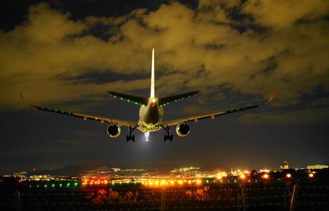 ススキの穂の上を飛んで