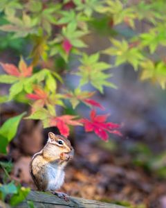 もみじの葉の下で