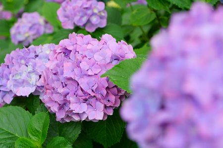保和苑の紫陽花