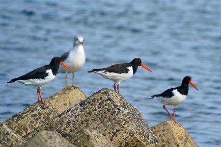 ウミネコちょっと邪魔