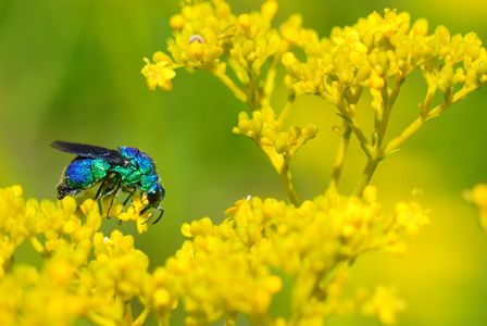女郎花(オミナエシ)にクロバネセイボウかな