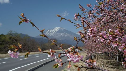 少し遅い河津桜と男体山