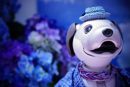 aibo弓寿丸と紫陽花